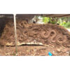 Ornamen Oriental Relief Naga Motif Ukiran 3 Dimensi